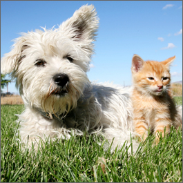 Animaux
